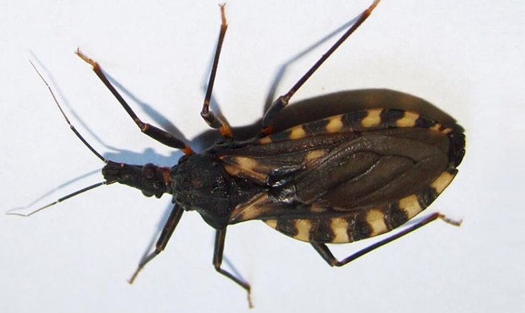 Día Nacional por una Argentina sin Chagas