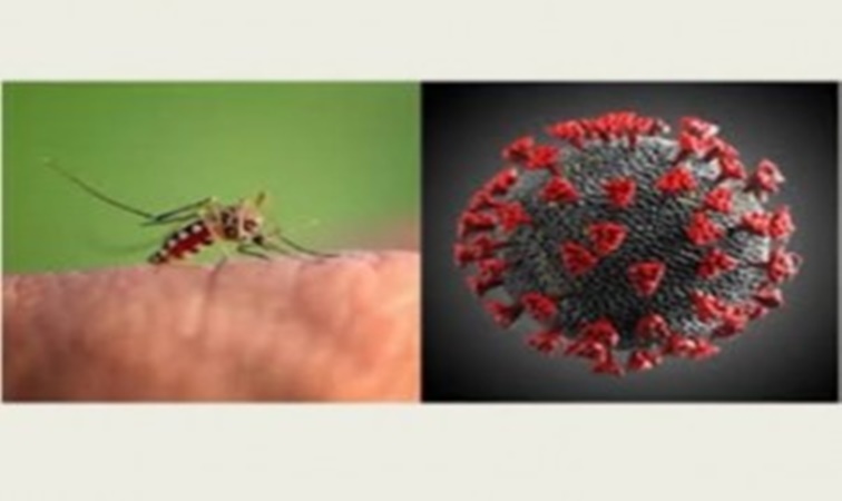 Dengue y Covid-19: Estar alertas a síntomas comunes