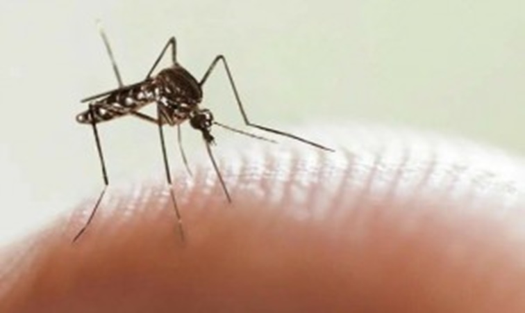 Nuevos casos de Dengue en La Rioja
