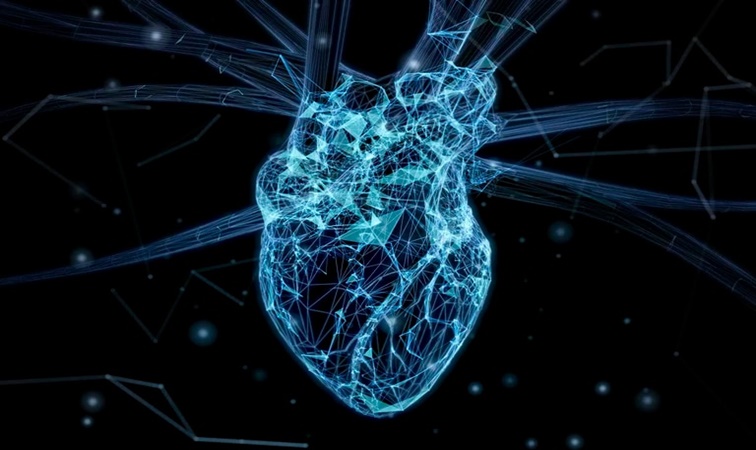Descubren un mapa celular del corazón que revoluciona la investigación cardiaca