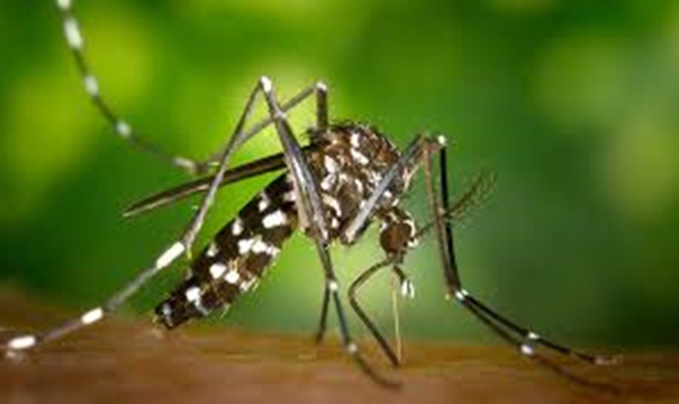Comenzó la aplicación de la segunda dosis de la vacuna contra el dengue