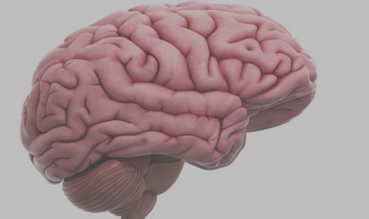 Día Mundial del Cerebro: por qué cuidar la salud cerebral es una inversión que empieza mucho antes de la vejez